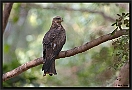 Zwarte Wouw. Black Kite, Milvus migrans Location: Kololi, the Gambia zwarte wouw MG 0650 kopie